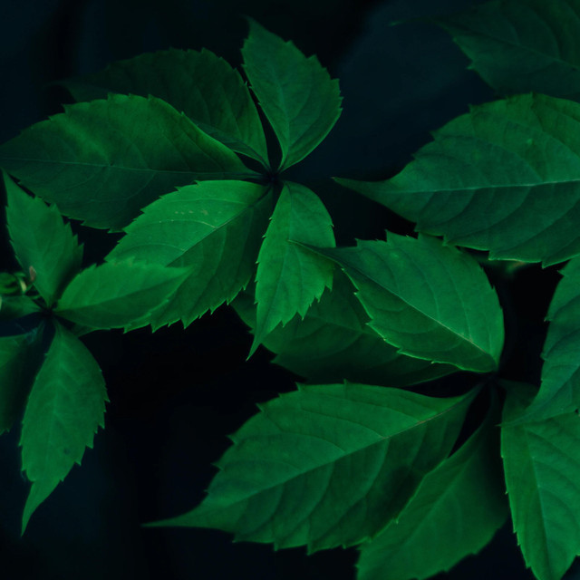 Massage Tribe poster