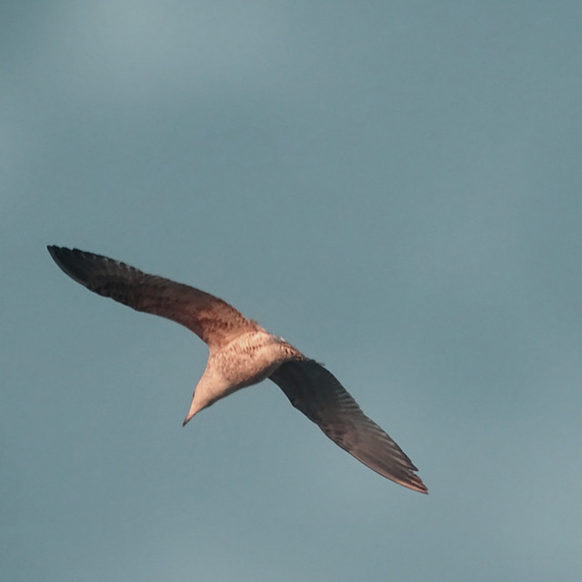 Metric System 1981 poster